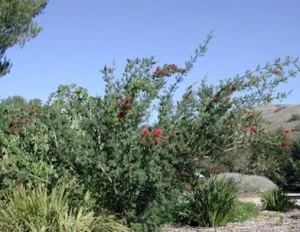 Kunzea-baxteri (2).jpg