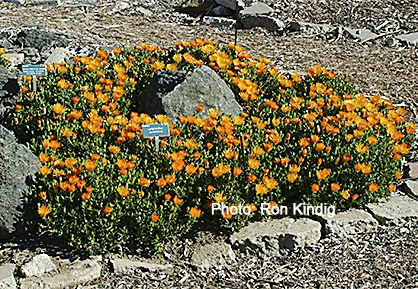 Lampranthus-aurantiacus2.jpg