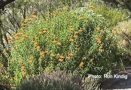Leonotis-leonurus.jpg