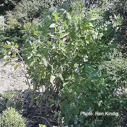 Lepechinia-calycina.jpg
