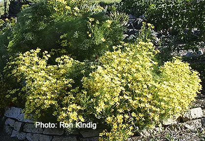 Leptosyne-gigantea (syn. Coreopsis gigantea).jpg