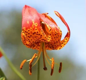Lilium-pardalinum.jpg