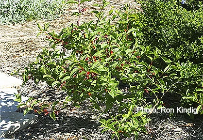 Lonicera-involucrata2.jpg