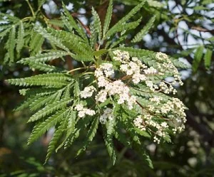 Lyonothamnus-floribundus-var. asplenifolius.jpg