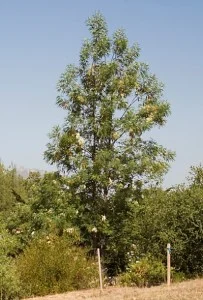 Lyonothamnus-floribundus-var. asplenifolius2.jpg