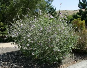 Malva-subovata (syn. Lavatera maritima)2.jpg