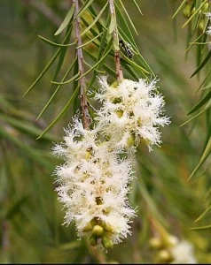 Melaleuca-bracteata2.jpg