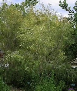 Melaleuca-bracteata.jpg