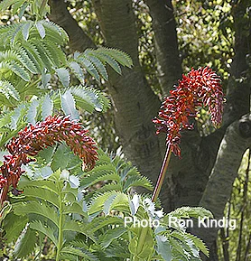 Melianthus-major.jpg