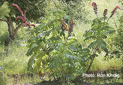 Melianthus-major2.jpg