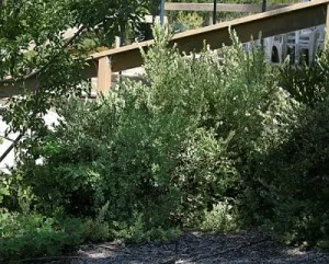 Myrtus-communis 'Variegata'2.jpg