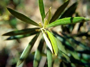 Olea-europaea.jpg