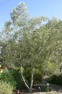 Olea-europaea2.jpg