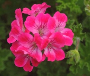 Pelargonium-'Brilliant'.jpg
