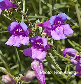 Penstemon-heterophyllus2.jpg