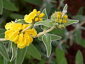 Phlomis-fruticosa.jpg