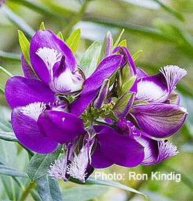 Polygala-myrtifolia.jpg