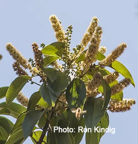 Prunus-ilicifolia-ssp.-lyonii.jpg