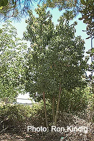 Prunus-ilicifolia-ssp.-lyonii2.jpg