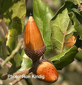 Quercus-agrifolia2.jpg