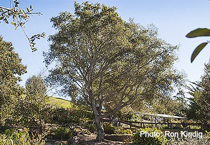 Quercus-agrifolia.jpg