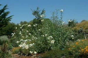 Romneya-coulteri2.jpg