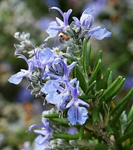 Rosmarinus-officinalis-'Ken Taylor'.jpg