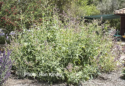 Salvia-canariensis.jpg