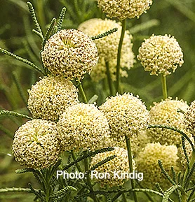 Santolina-rosmarinifolia (syn. Santolina virens).jpg