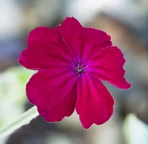 Silene-coronaria-(syn. Lychnis coronaria).jpg