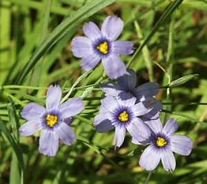 Sisyrinchium-bellum2.jpg