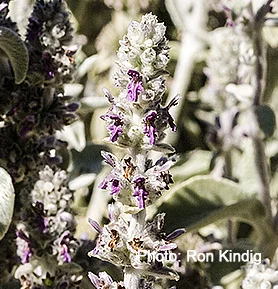 Stachys-byzantina.jpg