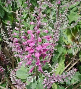Teucrium-chamaedrys2.jpg