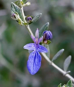 Teucrium-fruticans'Azureum'.jpg