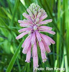 Veltheimia-bracteata.jpg