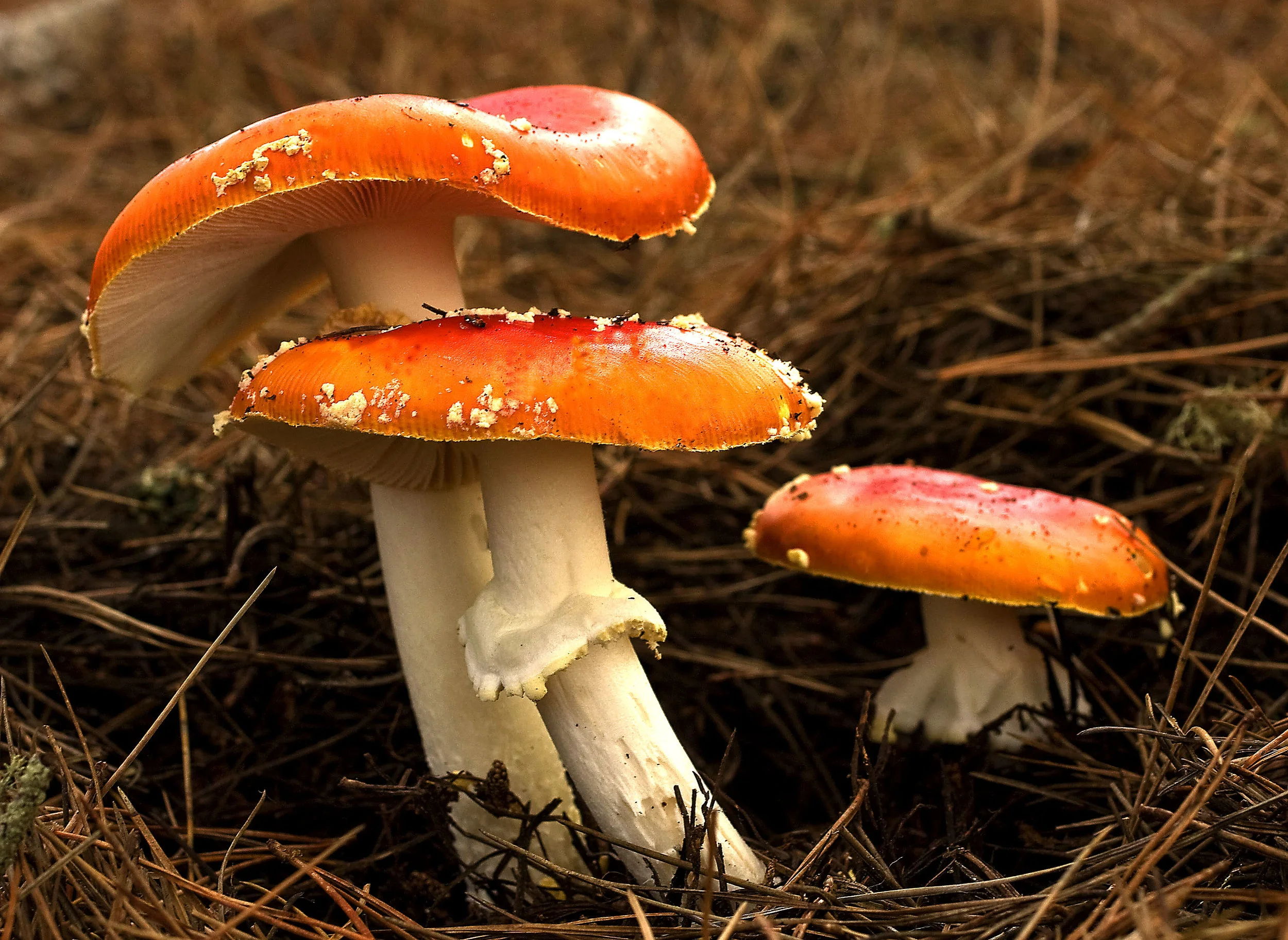 Fly_Agaric_ Amanita muscaria_.jpg