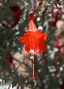 Epilobium-canum2.jpg