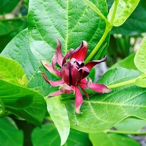 Calycanthus-occidentalis2.jpg
