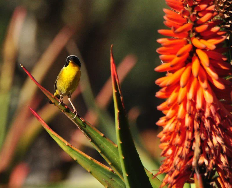 Aloe ferox and Friend by Mike Bush.jpg
