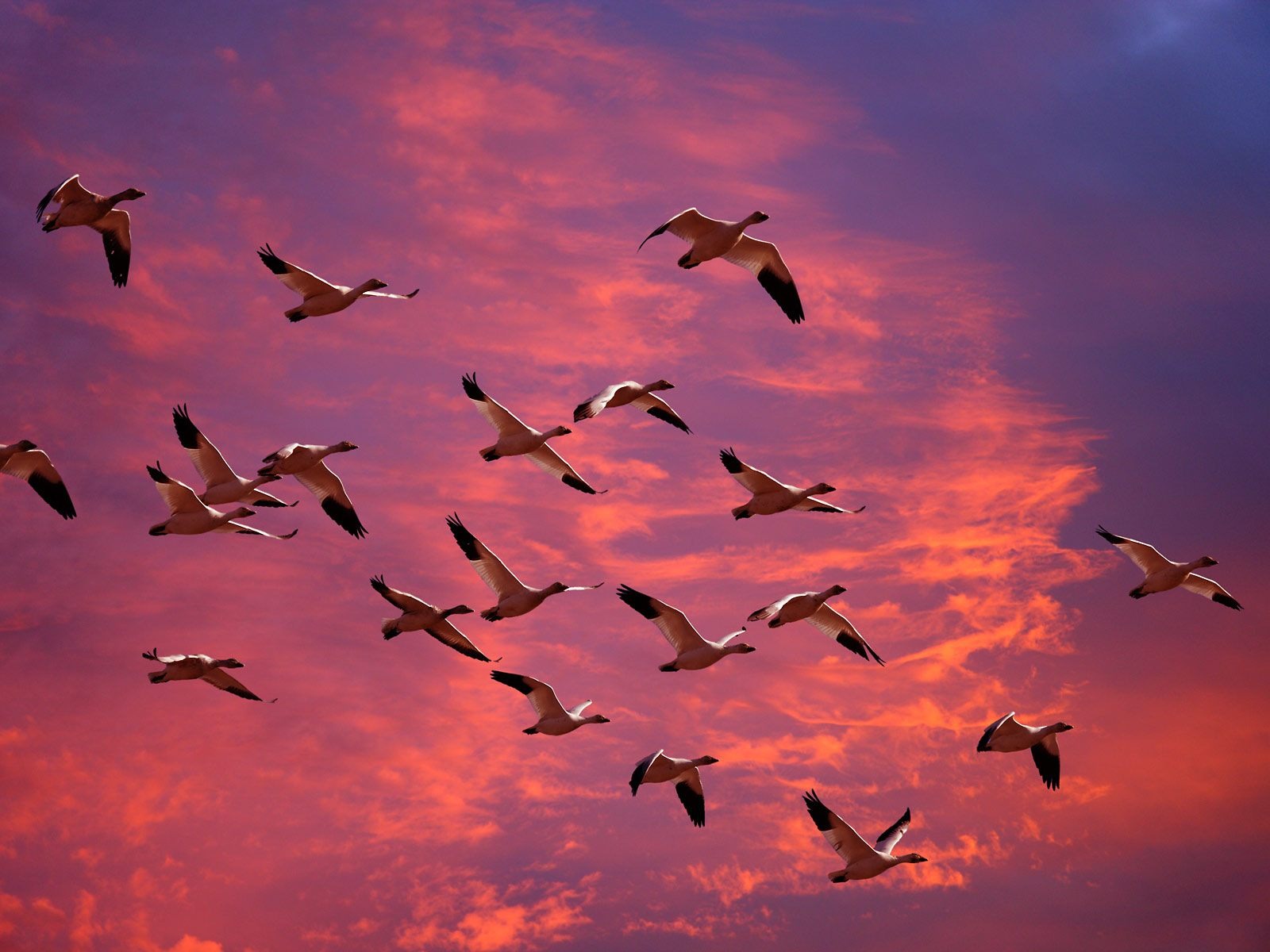 Mar- bird migration.jpg
