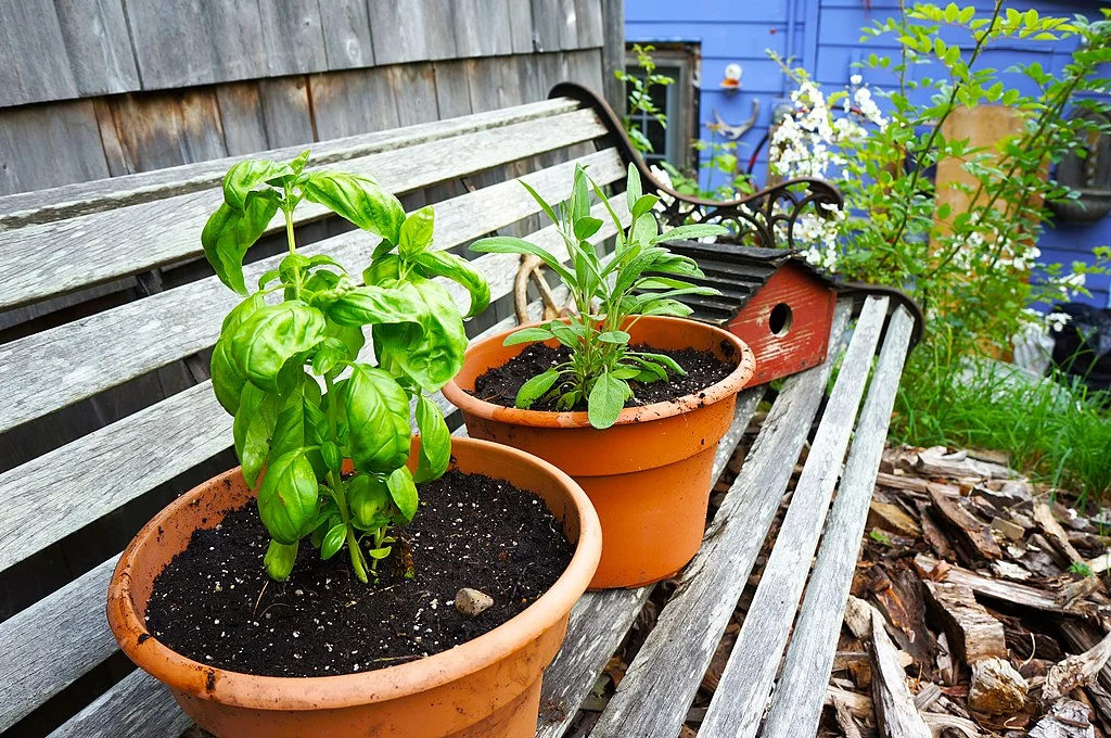1024px-Basil_&_sage_(7490914036).jpg
