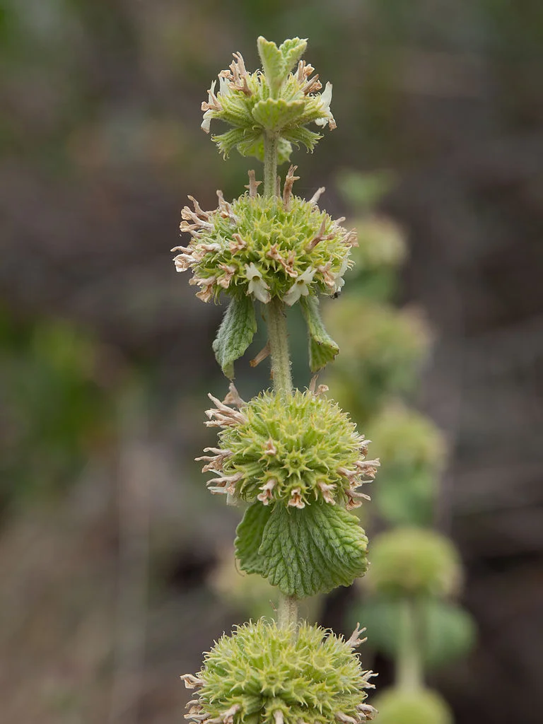 Oct_herbsforcolds_by Franco Folini.jpg