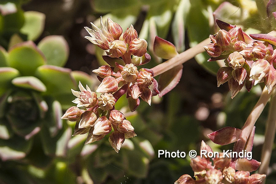 Aeonium haworthii CU KINDIG WEB.jpg