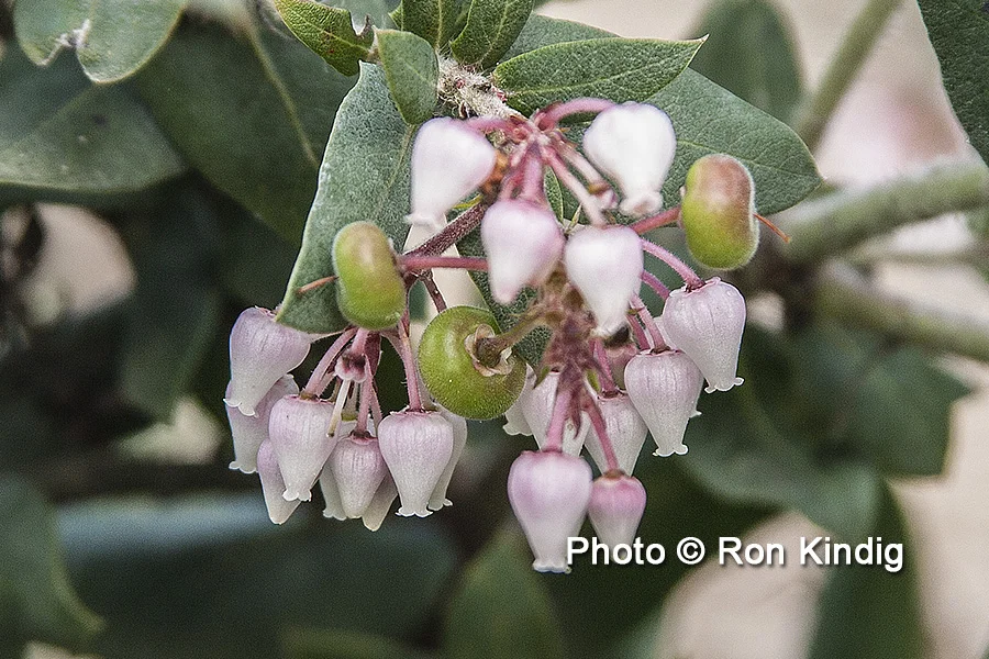 Arctostaphylos andersonii CU KINDIG WEB.jpg