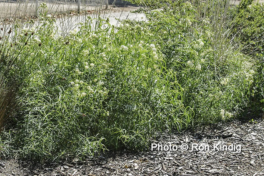 Asclepias fascicularis KINDIG WEB.jpg