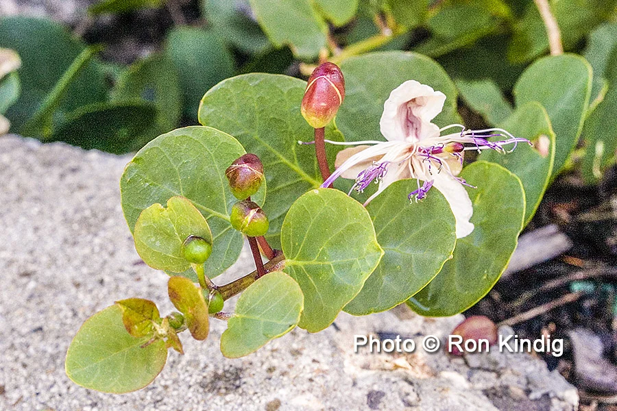 Capparis spinosa CU KINDIG WEB.jpg