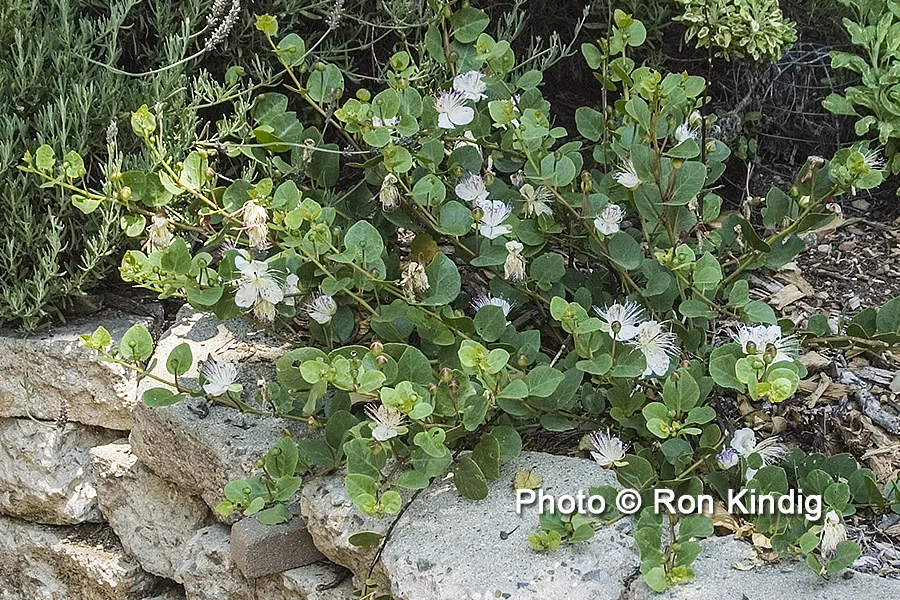 Capparis spinosa KINDIG WEB.jpg