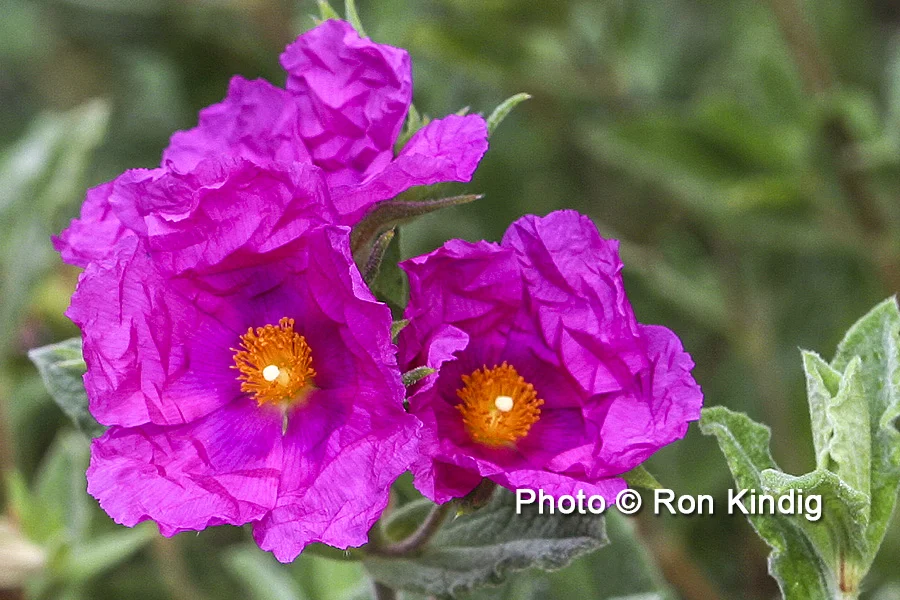 Cistus 'Sunset' CU KINDIG WEB.jpg