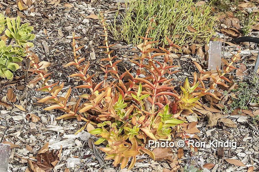 Crassula capitella ‘Campfire’ KINDIG WEB.jpg