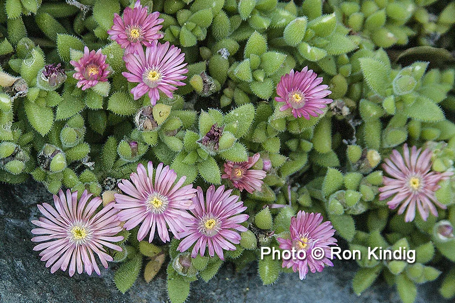Delosperma rogersii 'Mini Wine' CU KINDIG WEB.jpg